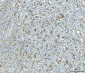 Anti-Grp75 Antibody Picoband™ (monoclonal, 4I9)